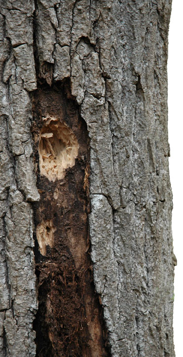 Woodpecker Hole ~ Photo by Patrice Woodpecker Hole ~ Photo by Patrice