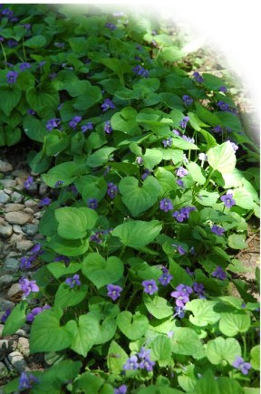 Wood Violets ~ photo by Patrice