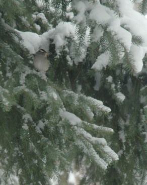 First Snow and Sparrow ~ photo by Patrice