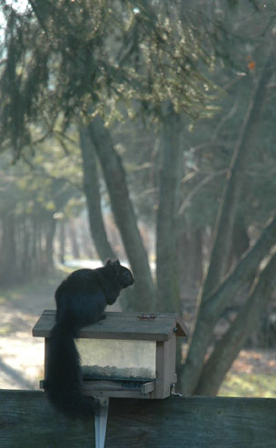 Mulmur Hills Squirrel ~ Photo by Patrice