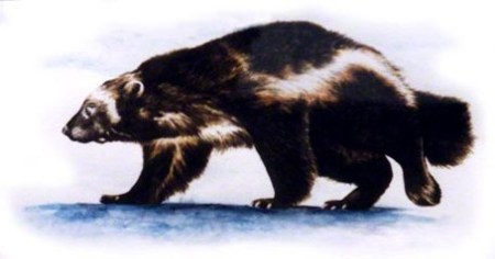 Wolverine ~ Watercolour Art by Patrice Wolverine ~ Watercolour Art by Patrice