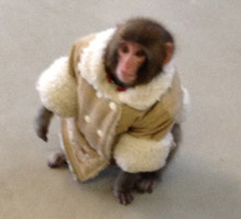 si-220-monkey-pic