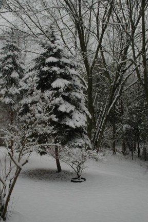 Black and White Snow ~ photo by Patrice Black and White Snow ~ photo by Patrice