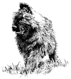 Bouvier Pup ~ Illustration by Patrice Bouvier Pup ~ Illustration by Patrice