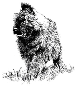 Bouvier Pup ~ Illustration by Patrice Bouvier Pup ~ Illustration by Patrice