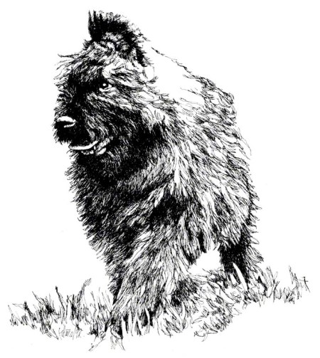 Bouvier Pup ~ Illustration by Patrice Bouvier Pup ~ Illustration by Patrice