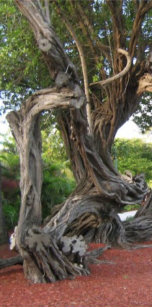 Gnarled Tree in Arbua ~ photo by Patrice