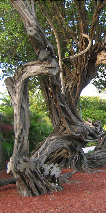 Gnarled Tree in Arbua ~ photo by Patrice Gnarled Tree in Arbua ~ photo by Patrice