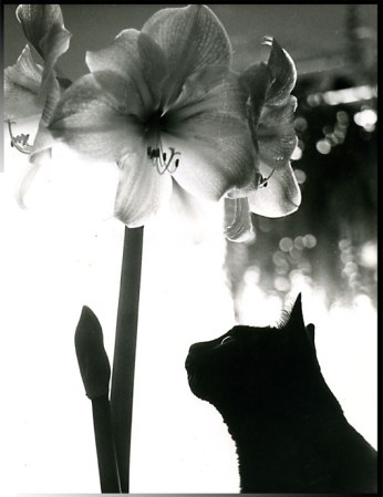 Remember Benji ~ photo by Patrice