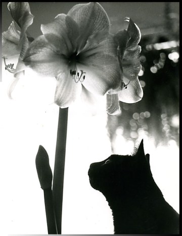 Remember Benji ~ photo by Patrice Remember Benji ~ photo by Patrice
