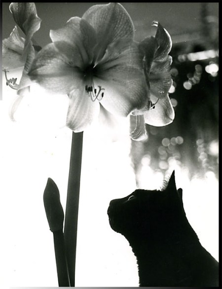 My Heart ~ Photo by Patrice