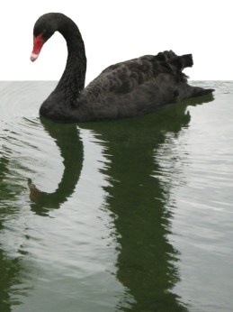 Black Swan ~ photo by Patrice Black Swan ~ photo by Patrice
