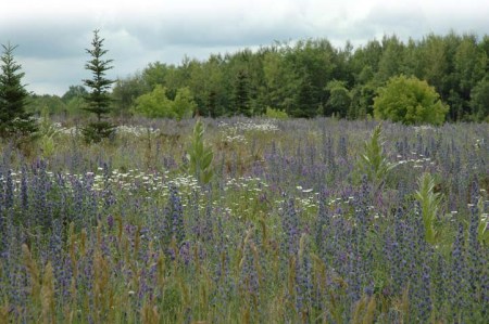 Field of Lupines ~ photo by Patrice