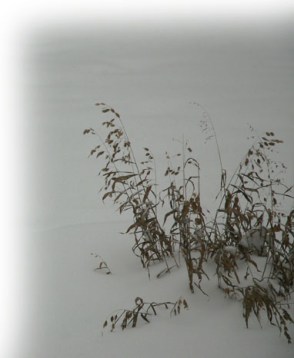 Grass in Winter ~ photo by Patrice Grass in Winter ~ photo by Patrice