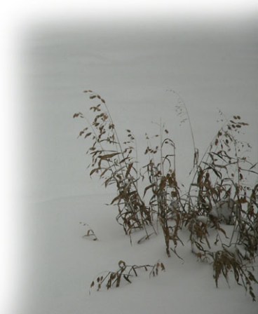 Grass in Winter ~ photo by Patrice Grass in Winter ~ photo by Patrice
