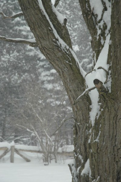 Snow Storm ~ Photo by Patrice Snow Storm ~ Photo by Patrice