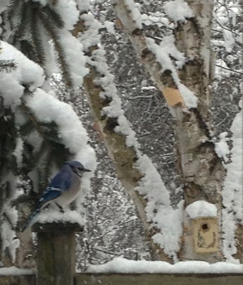 Blue Jay in Winter ~ photo by Patrice Blue Jay in Winter ~ photo by Patrice