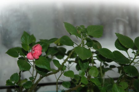 Winter Flower ~ Photo by Patrice