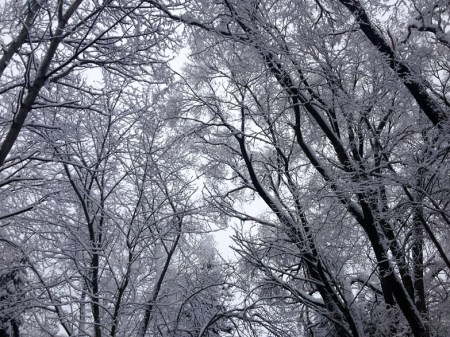 Winter Snow ~ Photo by Patrice Winter Snow ~ Photo by Patrice