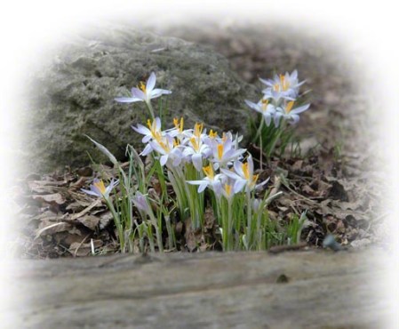 Crocus in spring ~ Photo by Patrice Crocus in spring ~ Photo by Patrice