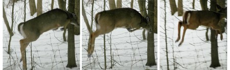 Deer Jumping ~ photos by Patrice