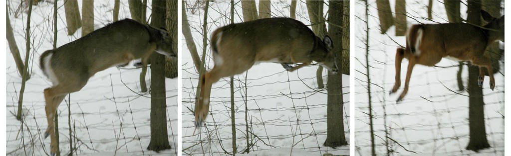 Run and Jump ~ Photos by Patrice