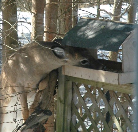 Doe at Feeder ~ photos by Patrice