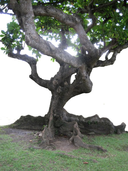 St. Lucian Mighty Tree ~ photo by Patrice