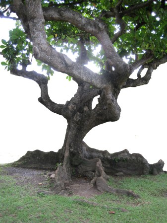 St. Lucian Mighty Tree ~ photo by Patrice