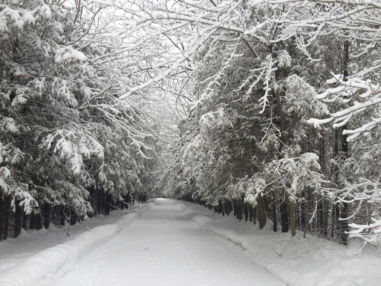Winter's Lane ~ Photo by Patrice Winter's Lane ~ Photo by Patrice