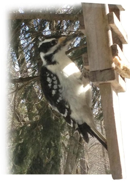 Downy Woodpecker ~ Photo by Patrice Downy Woodpecker ~ Photo by Patrice