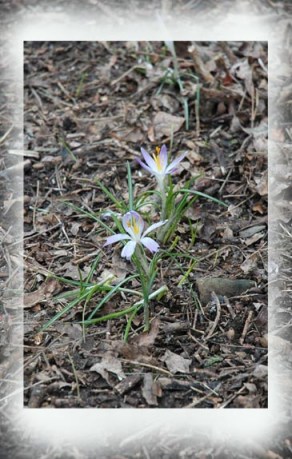 Spring Crocus ~ photo by Patrice Spring Crocus ~ photo by Patrice