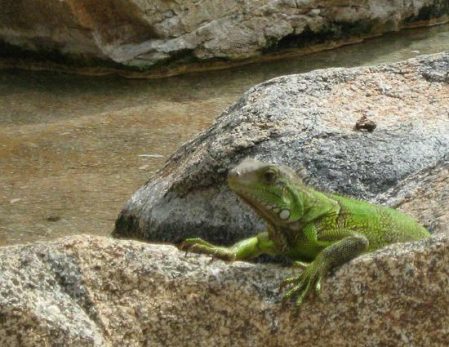 Water and Iguana ~ Photo by Patrice Water and Iguana ~ Photo by Patrice