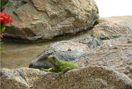 Water and Iguana ~ photo by Patrice Water and Iguana ~ photo by Patrice