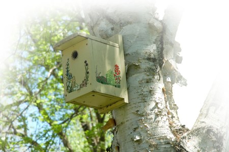 Birdhouse in a birch tree ~ Photo by Patrice
