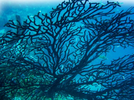 Black Coral ~ Photo by Brent