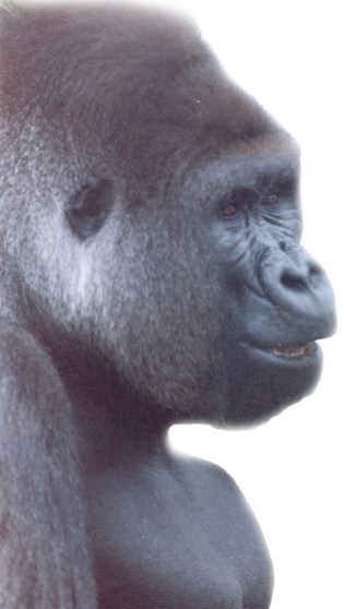 Gorilla ~ photo by Patrice