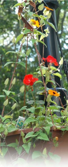 Summer Flowers ~ photo by Patrice