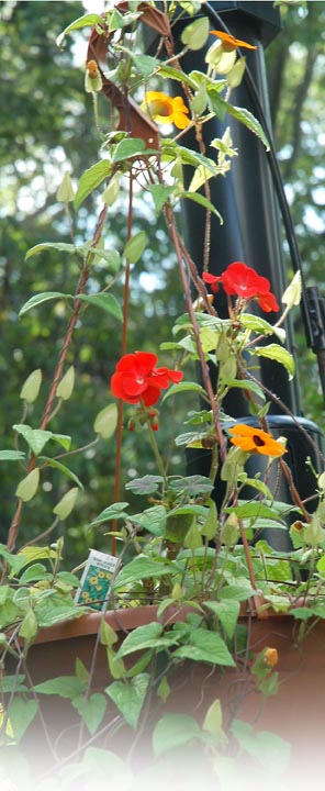 Summer Flowers ~ Photo by Patrice
