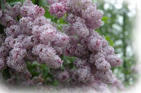 Lilacs ~ photo by Patrice