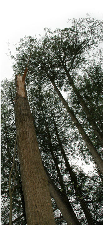 Tree Tops ~ photo by Patrice Tree Tops ~ photo by Patrice