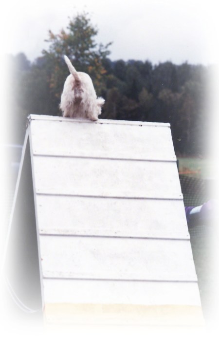 Maggie in agility ~ photo by Patrice
