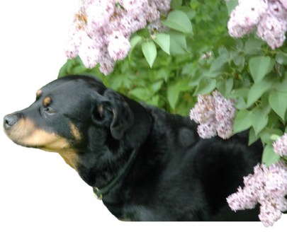 Ursa in lilacs ~ photo by Patrice Ursa in lilacs ~ photo by Patrice