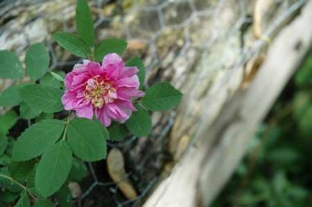 Wild Rose ~ Photo by Patrice