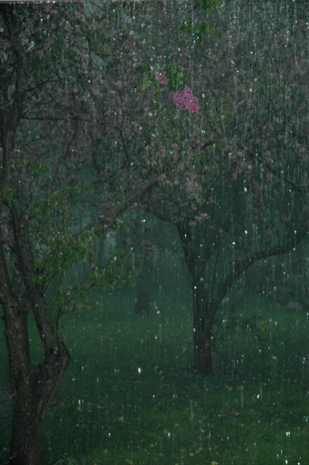 Blooms in a Storm ~ Photo by Patrice