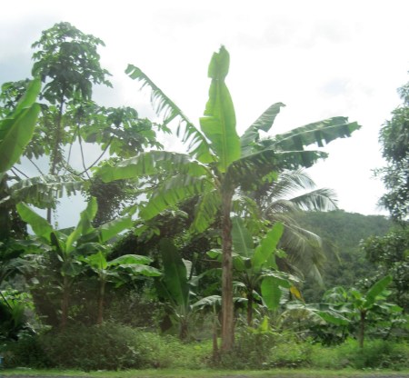 St. Lucian Palms ~ photo by Patrice