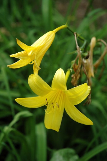 Yellow Lily ~ Photo by Patrice Yellow Lily ~ Photo by Patrice