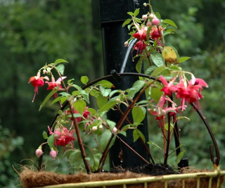 Fuchsia ~ photo by Patrice Fuchsia ~ photo by Patrice