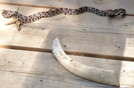 Massasauga Rattler and bone ~ photo by Patrice