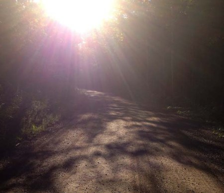 Filtered Sunlight ~ photo by Patrice